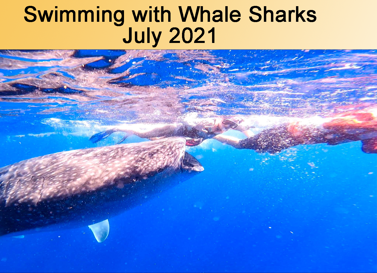 Swimming with Whale Sharks in  Mexico