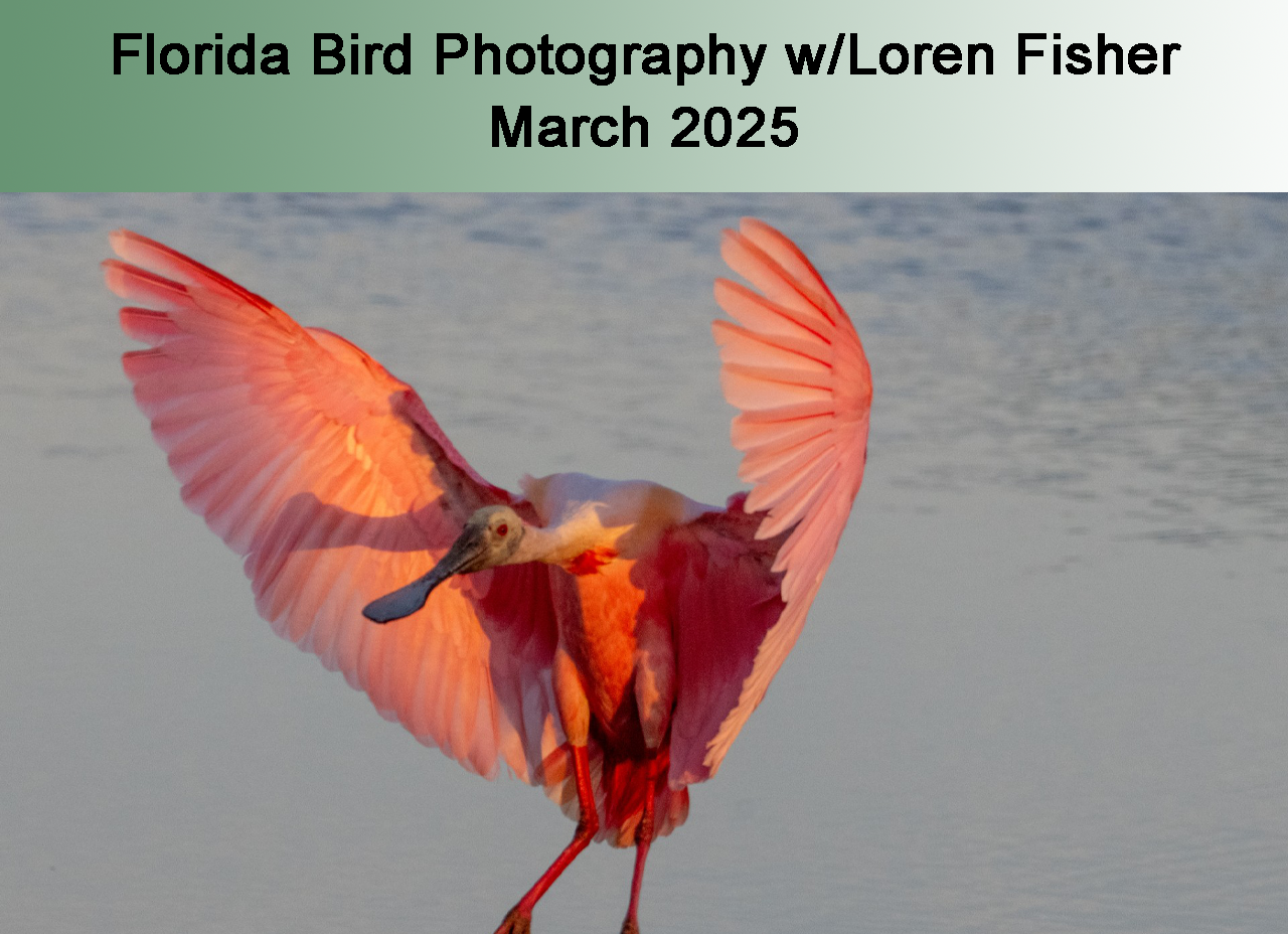 Florida Birding with Loren Fisher