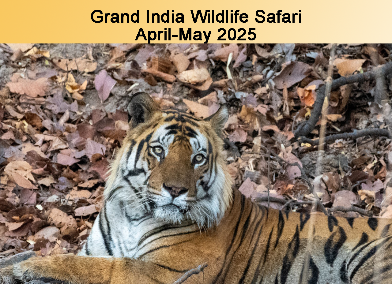 Grand India Wildlife Safari 