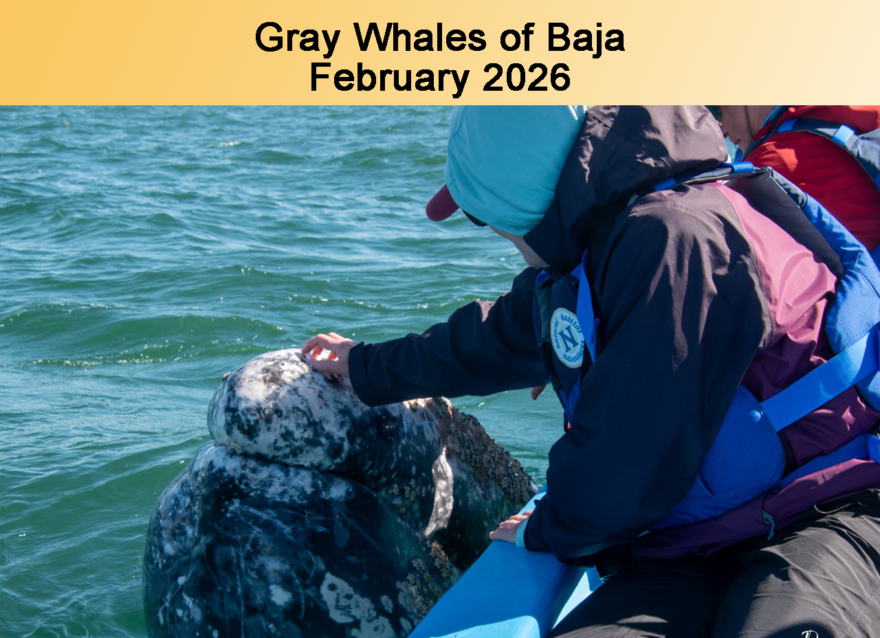 Gray Whales of Baja