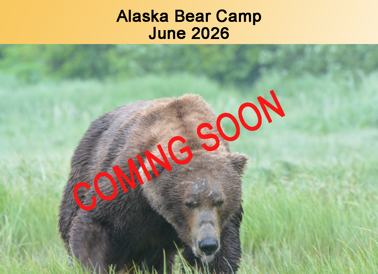 Alaska Bear Camp