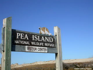 Pea Island